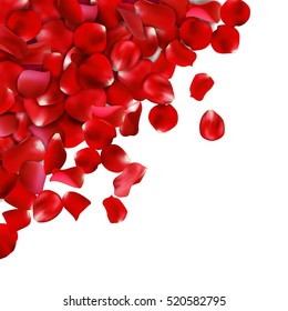 Background of red rose petals. Vector illustration, Isolated on white background