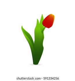 Background with red tulips for women's day.