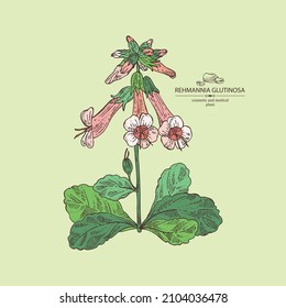 Background with rehmannia glutinosa: rehmannia plant, leaves, rehmannia flowers and rehmannia glutinosa root. Cosmetic, perfumery and medical plant. Vector hand drawn illustration.