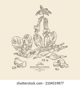 Background with rehmannia glutinosa: rehmannia plant, leaves, rehmannia flowers and rehmannia glutinosa root. Cosmetic, perfumery and medical plant. Vector hand drawn illustration.