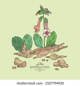 Background with rehmannia glutinosa: rehmannia plant, leaves, rehmannia flowers and rehmannia glutinosa root. Cosmetic, perfumery and medical plant. Vector hand drawn illustration.