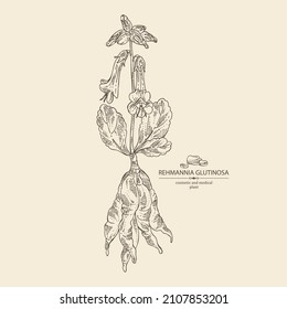 Background with rehmannia glutinosa: rehmannia plant, leaves, rehmannia flowers and rehmannia glutinosa root. Cosmetic, perfumery and medical plant. Vector hand drawn illustration.