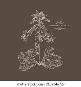 Background with rehmannia glutinosa: rehmannia plant, leaves, rehmannia flowers and rehmannia glutinosa root. Cosmetic, perfumery and medical plant. Vector hand drawn illustration.