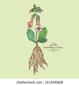 Background with rehmannia glutinosa: rehmannia plant, leaves, rehmannia flowers and rehmannia glutinosa root. Cosmetic, perfumery and medical plant. Vector hand drawn illustration.