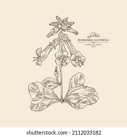 Antecedentes con rehmannia glutinosa: planta de rehmannia, hojas, flores de rehmannia y raíz de rehmannia glutinosa. Cosmética, perfumería y planta médica. Ilustración dibujada a mano por vectores.