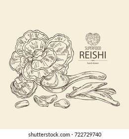 Background with reishi: mushroom reishi, powder and a bit of reishi. Super food. Vector hand drawn illustration.