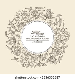 Fundo com rhododendron adamsii: planta, folhas de rhododendron adamsii, flores e chá de rhododendron adamsii. Chá Sagan dali. Ilustração desenhada à mão vetorial.