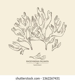 Background with rhodymenia palmata : rhodymenia palmata seaweed. Red edible seaweed. Vector hand drawn illustration.