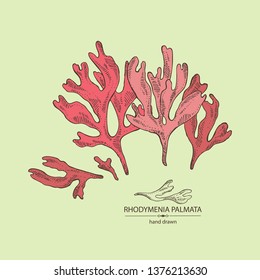 Background with rhodymenia palmata : rhodymenia palmata seaweed. Red edible seaweed. Vector hand drawn illustration. 