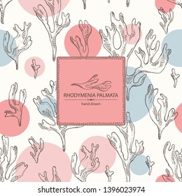 Background with rhodymenia palmata : rhodymenia palmata seaweed. Red edible seaweed. Vector hand drawn illustration