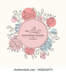 Background with rhodymenia palmata : rhodymenia palmata seaweed. Red edible seaweed. Vector hand drawn illustration