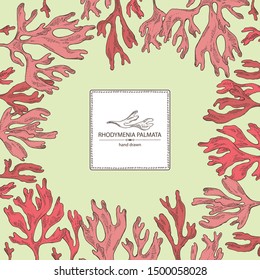 Background with rhodymenia palmata : rhodymenia palmata seaweed. Red edible seaweed. Vector hand drawn illustration