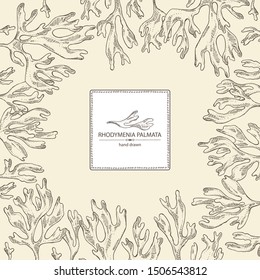 Background with rhodymenia palmata : rhodymenia palmata seaweed. Red edible seaweed. Vector hand drawn illustration