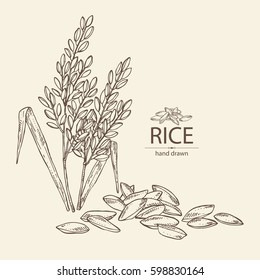 Background with rice. hand drawn.