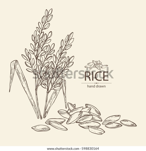 Background Rice Hand Drawn Stock Vector (Royalty Free) 598830164