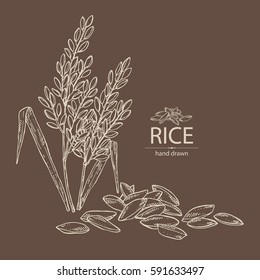 Background with rice: plant and grain. hand drawn