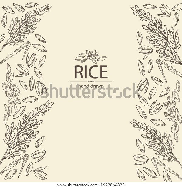 background rice plant rice vector hand stock vector royalty free 1622866825 https www shutterstock com image vector background rice plant vector hand drawn 1622866825