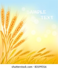 Background with ripe yellow wheat ears, agricultural vector illustration