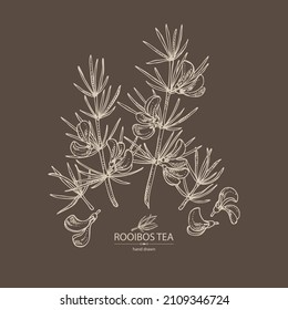 Background rooibos: aspalathus linearis plant, rooibos leaves, aspalathus flowers and rooibos tea. Aspalathus linearis. Vector hand drawn illustration. 