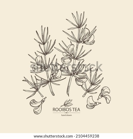 Background rooibos: aspalathus linearis plant, rooibos leaves, aspalathus flowers and rooibos tea. Aspalathus linearis. Vector hand drawn illustration. 