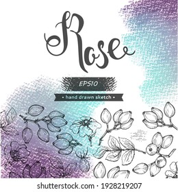 Background with Rosa canina and lettering Rose Detailed hand-drawn sketches, vector botanical illustration.