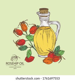 Background with rosehip, rosehip berries and bottle of rosehip oil. Vector hand drawn illustration