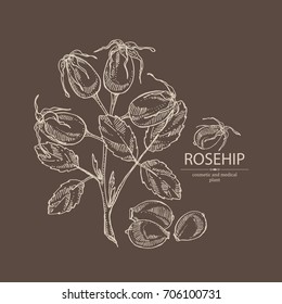 Background with rosehip: branch of sea rosehip, berries and leaves. Dogrose. Cosmetic and medical plant. Vector hand drawn illustration. 