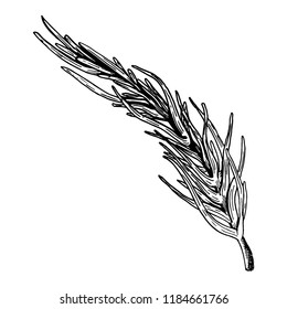 Background with rosemary. Hand drawn.