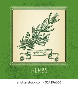 Background  with rosemary  , hand drawn 