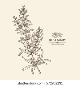 Background With Rosemary. Hand Drawn.