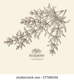 Background With Rosemary. Hand Drawn.