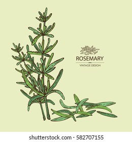 Background with rosemary. Hand drawn