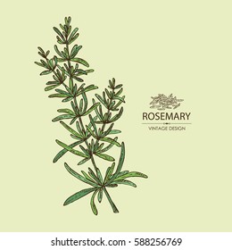 Background with rosemary. Hand drawn.
