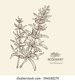 Background With Rosemary. Hand Drawn.