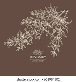 Background with rosemary. Hand drawn.
