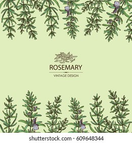 Background with rosemary. Hand drawn