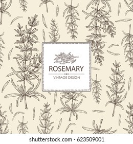 Background with rosemary. Hand drawn.