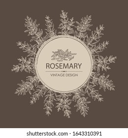 Background with rosemary. Vector hand drawn illustration.
