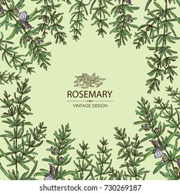 Background with rosemary. Vector hand drawn illustration.