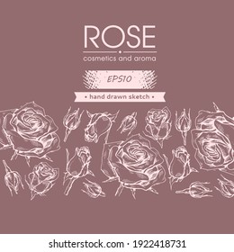 Background with Roses. Detailed hand-drawn sketches, vector botanical illustration.