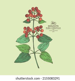 Antecedentes con rubia cordifolia: planta de rubia cordifolia, hojas, bayas manjishta y raíces de rubia cordifolia. Manjishta. Cosmética, perfumería y planta médica. Dibujo manual del vector