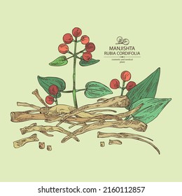 Antecedentes con rubia cordifolia: planta de rubia cordifolia, hojas, bayas manjishta y raíces de rubia cordifolia. Manjishta. Cosmética, perfumería y planta médica. Dibujo manual del vector