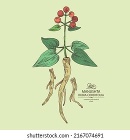 Antecedentes con rubia cordifolia: planta de rubia cordifolia, hojas, bayas manjishta y raíces de rubia cordifolia. Manjishta. Cosmética, perfumería y planta médica. Dibujo manual del vector