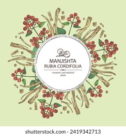 Background with rubia cordifolia: rubia cordifolia plant, leaves, manjishta berries and rubia cordifolia roots. Manjishta. Cosmetic, perfumery and medical plant. Vector hand drawn