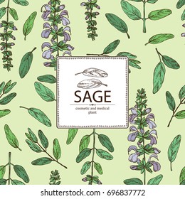 Background with sage, branch of sage, leaves and flowers. Cosmetic, perfumery and medical plant. Vector hand drawn illustration.