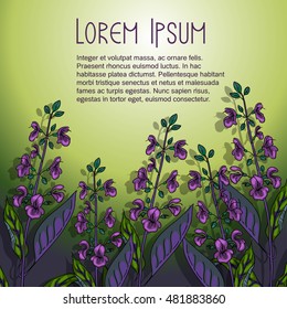 Background of sage flowers on stems with space for your text. Vector illustration