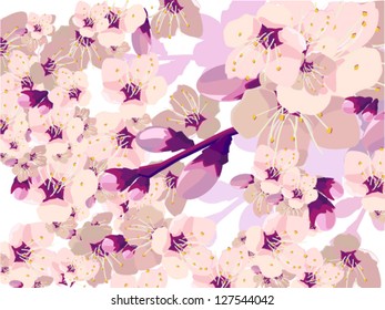 Background with sakura. vector