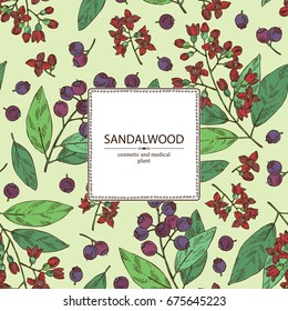 Background with Sandalwood: leaves berries and flowers. Santal white. Perfumery, cosmetics and medical plant. Vector hand drawn illustration