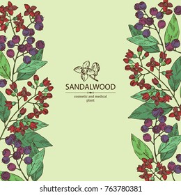 Background with Sandalwood: leaves berries and flowers. Santal white. Perfumery, cosmetics and medical plant. Vector hand drawn illustration