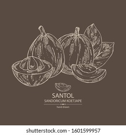 Background with santol: fruit, santol slice and leaves. Wild mangosteen. Sandoricum koetjape. Vector hand drawn illustration.